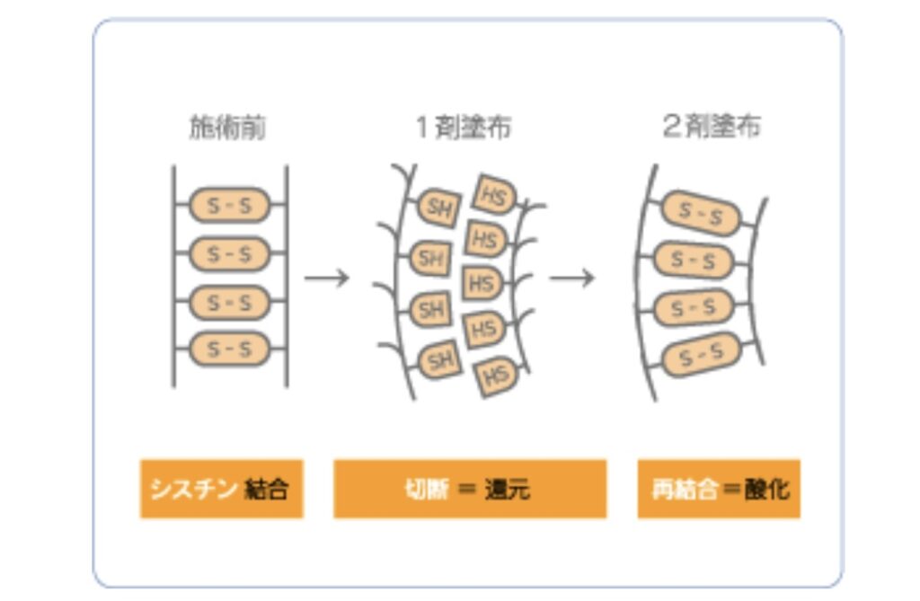 パーマの仕組み